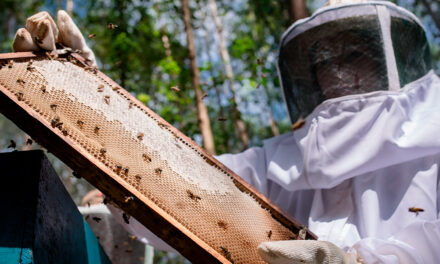 Programa de Apicultura da Eucatex está entre os cases da Ibá para a COP16 de Biodiversidade