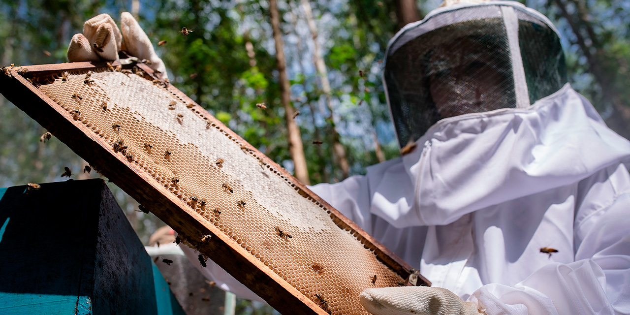 Programa de Apicultura da Eucatex está entre os cases da Ibá para a COP16 de Biodiversidade