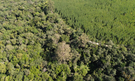 Eucatex publica seu primeiro Relatório de Sustentabilidade e reforça seu compromisso com a transparência e práticas ESG