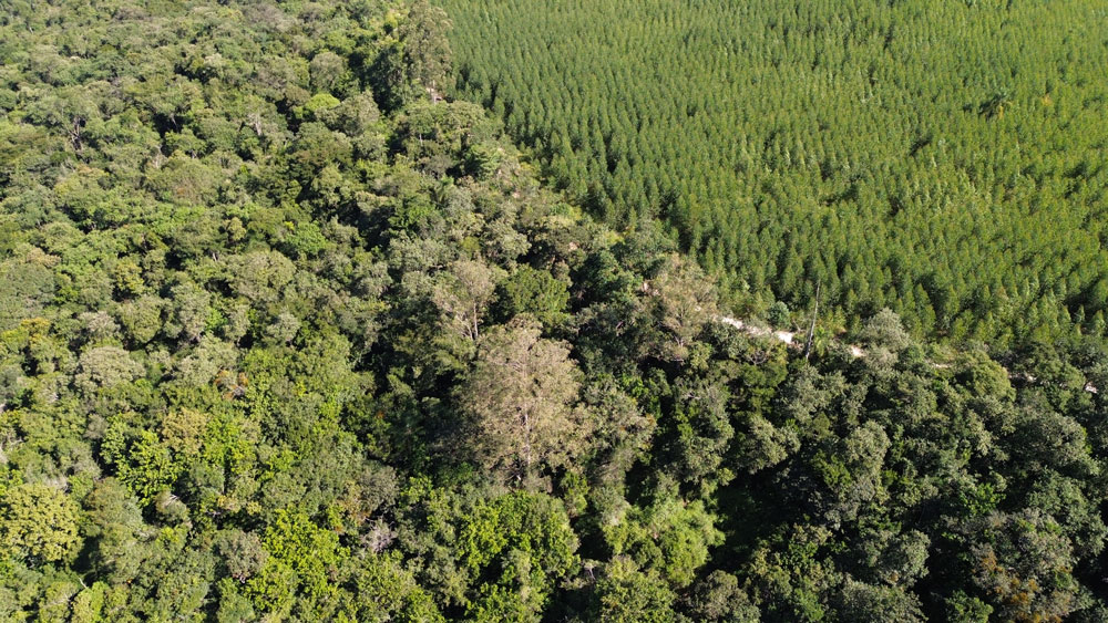 Eucatex publica seu primeiro Relatório de Sustentabilidade e reforça seu compromisso com a transparência e práticas ESG