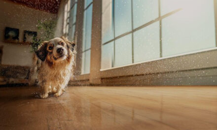 Acqua Resist: conheça a nova tecnologia de resistência à agua dos pisos laminados Eucafloor